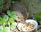 Igel im Garten