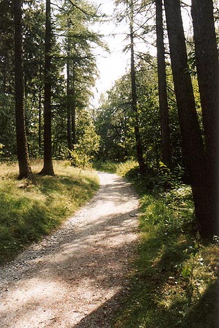 Waldweg