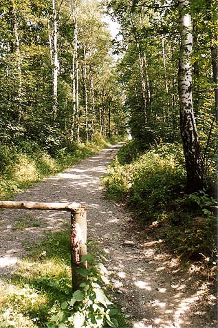 Waldweg